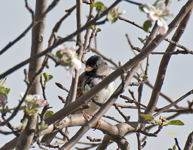 Harris Sparrow